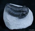 Very D Gerastos Trilobite From Morocco #2073-1